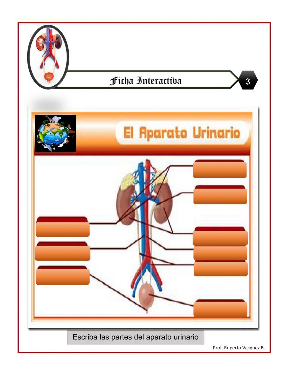 Aparato urinario