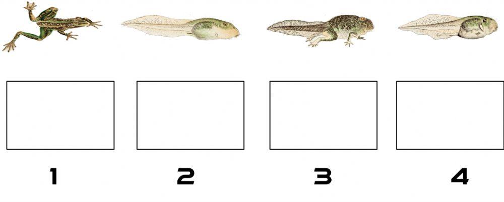 مراحل نمو الضفادع