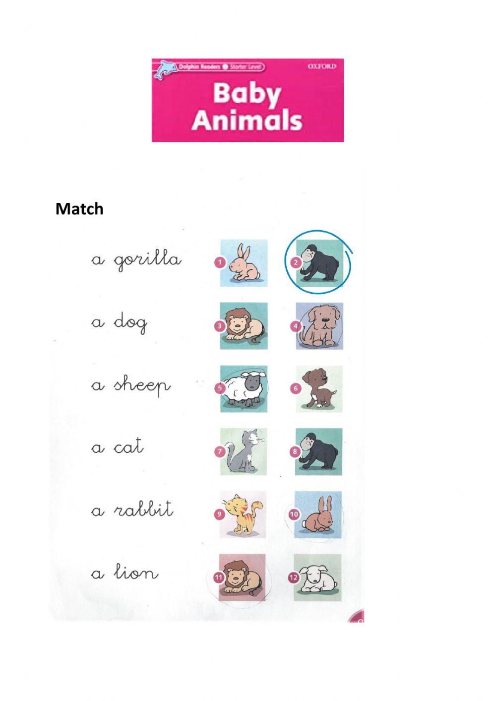 Baby Animals