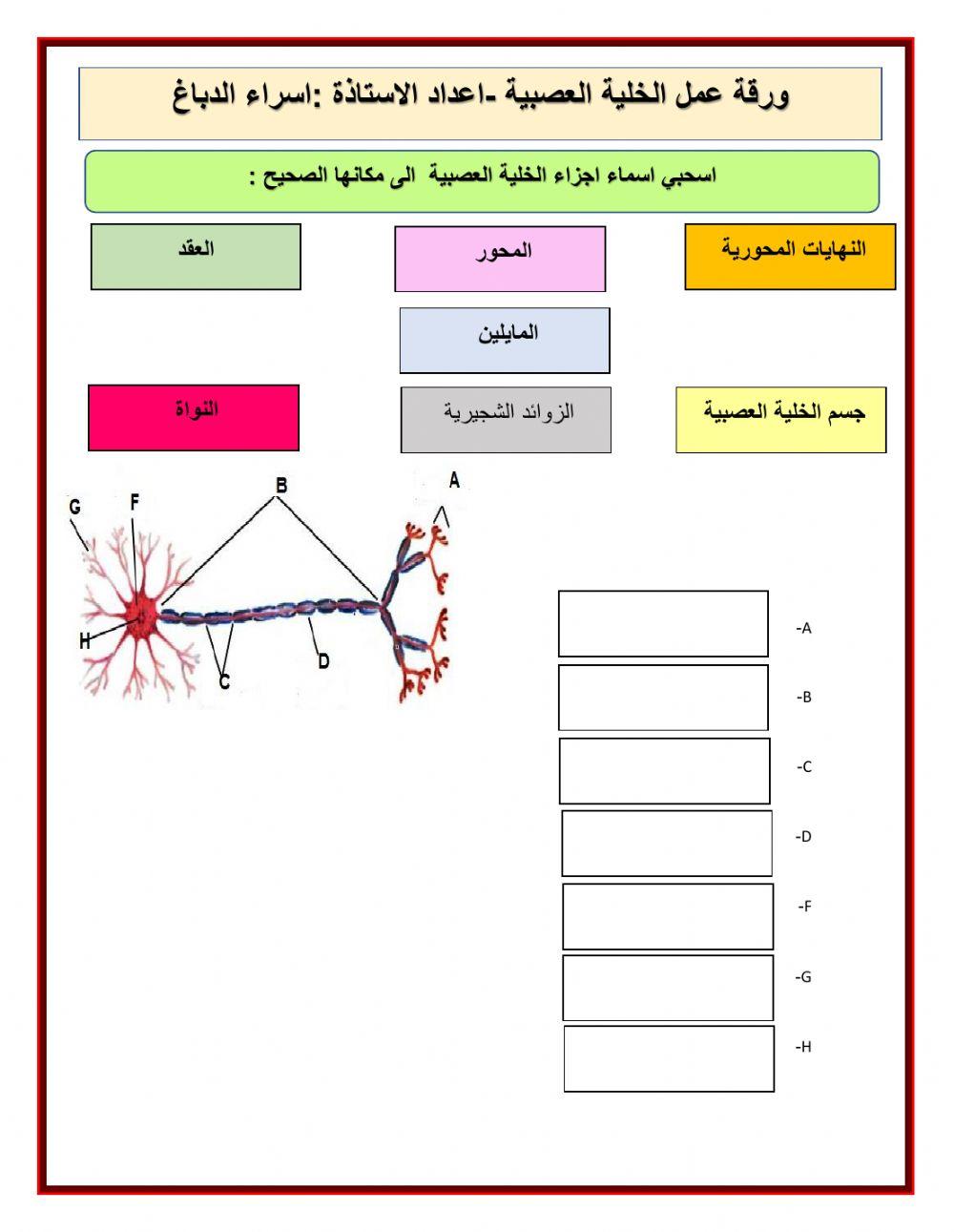 ورقة عمل الخلية العصبية ورقة عمل الخلية العصبية