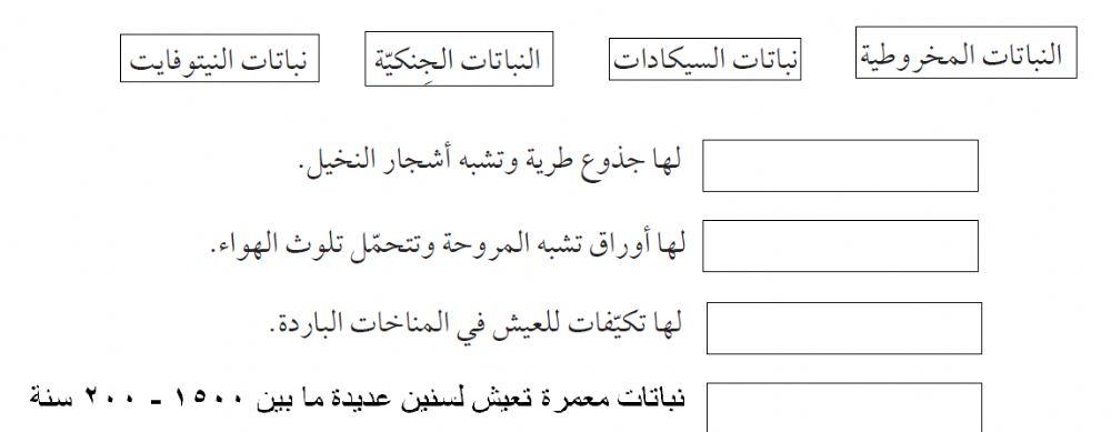 النباتات معراة البذور