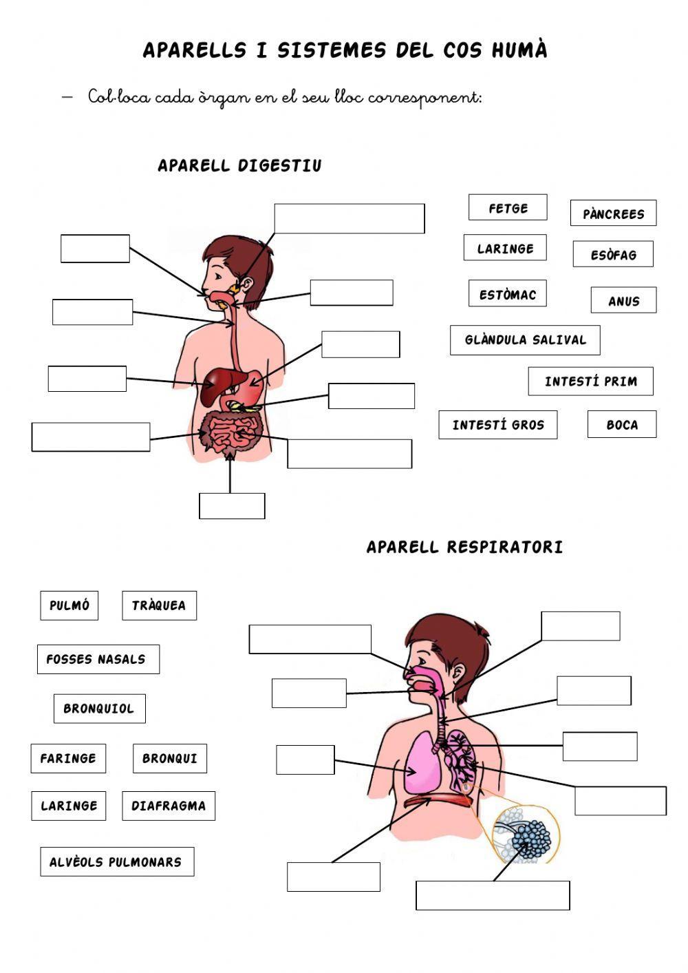 Aparells i sistemes del cos humà