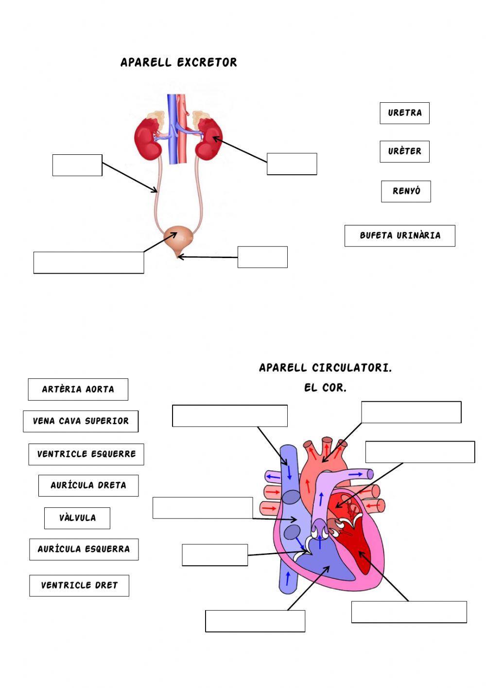 Aparells i sistemes del cos humà