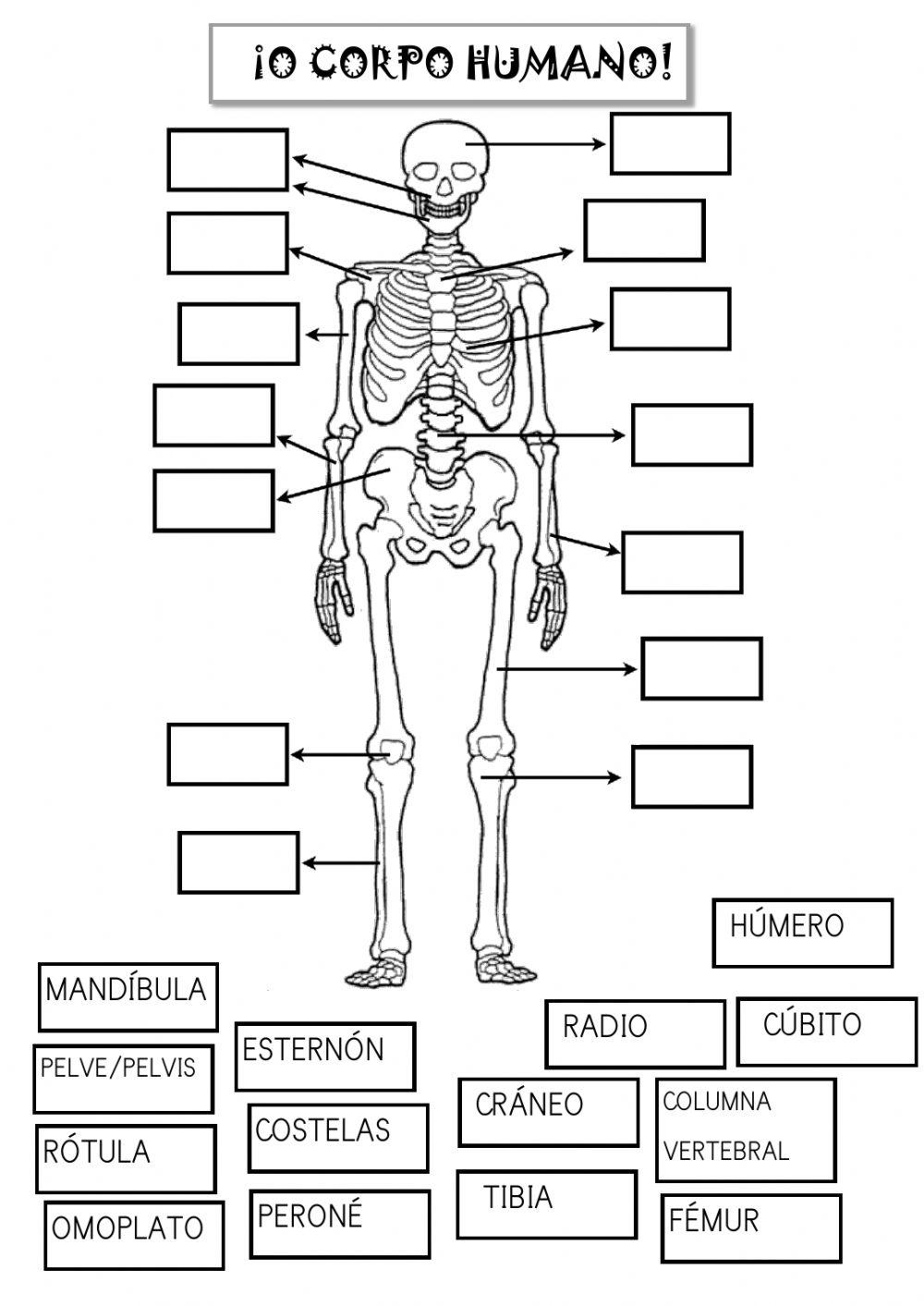 Os ósos do corpo humano