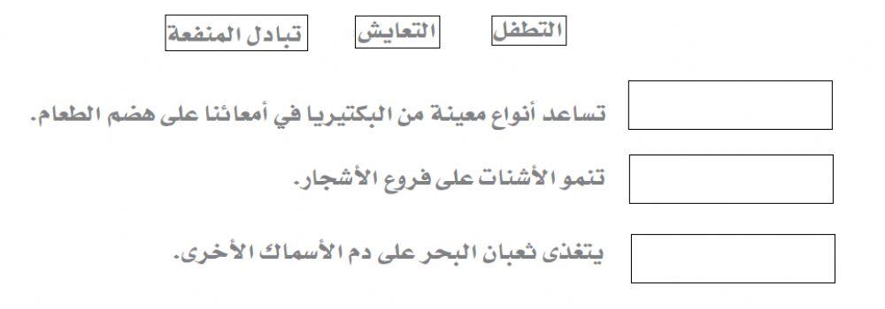 العلاقات المتبادلة داخل النظام البيئي