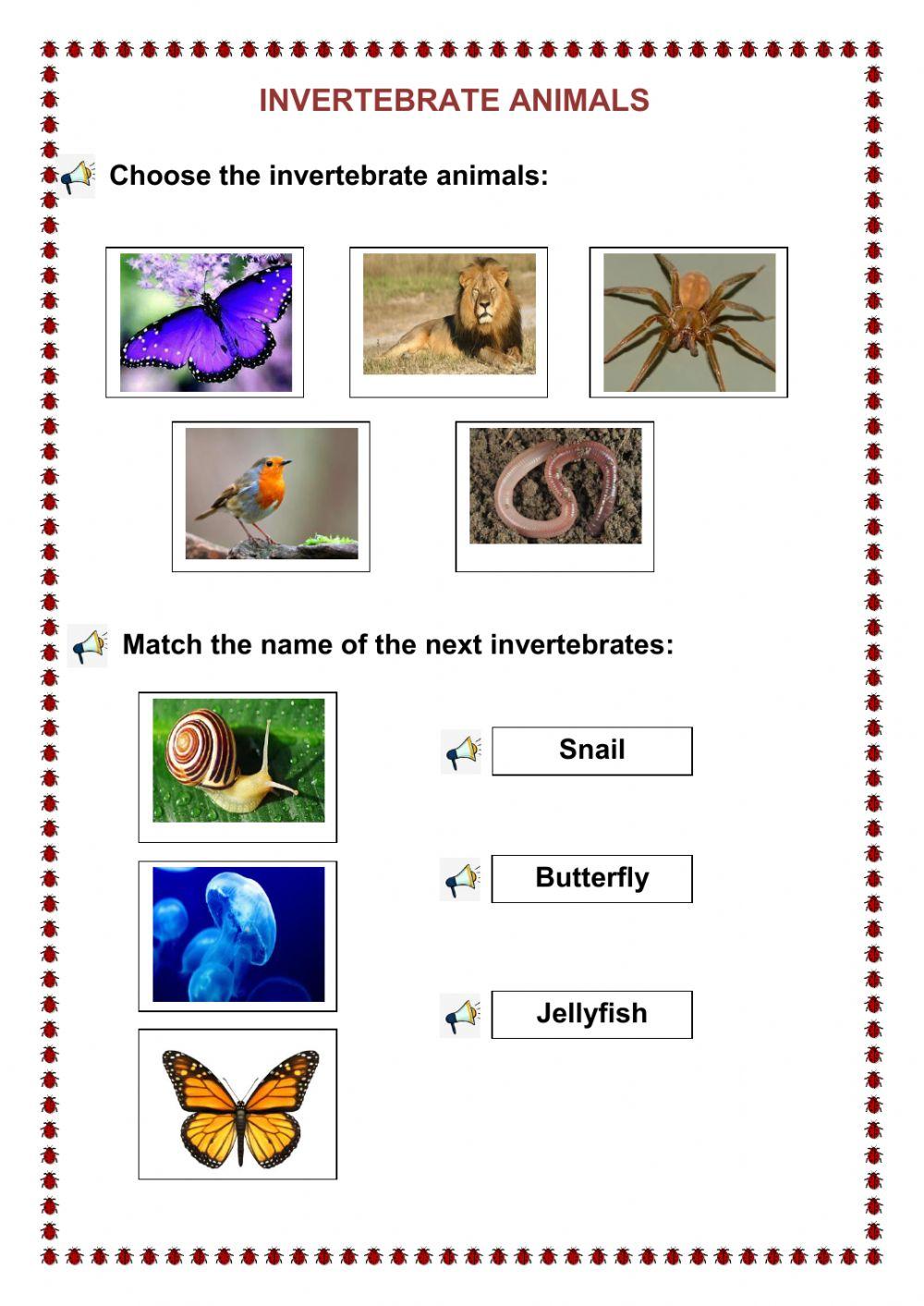 Invertebrate animals