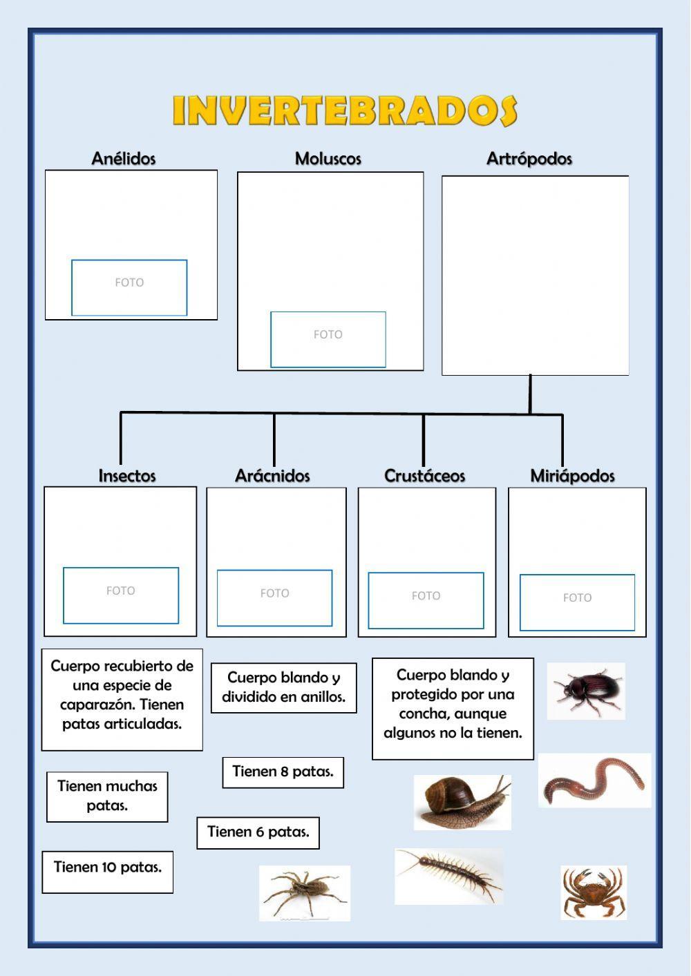 Los invertebrados