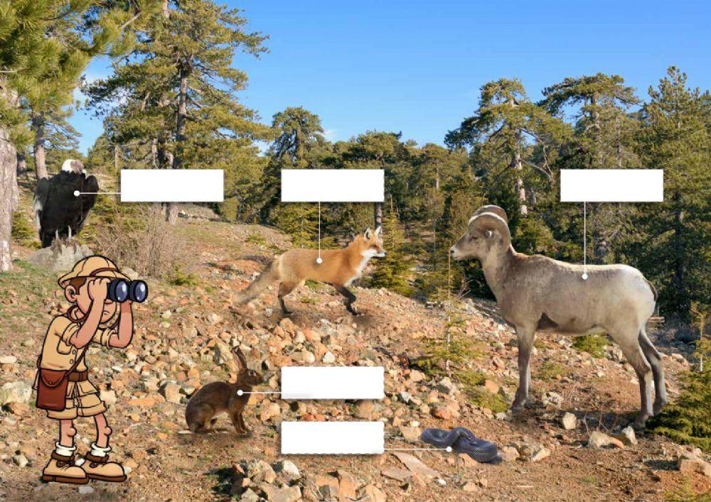 A' Φ.Επ. - Τα ζώα του τόπου μας