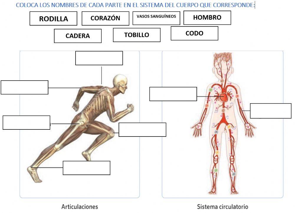 Las articulaciones y el sistema circulatorio
