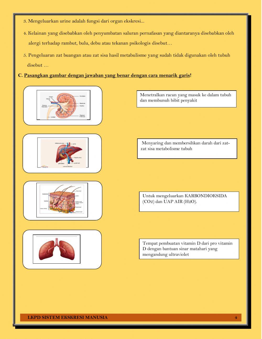 Sistem ekskresi manusia