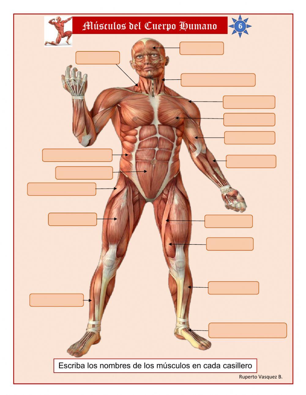 Músculos del cuerpo humano
