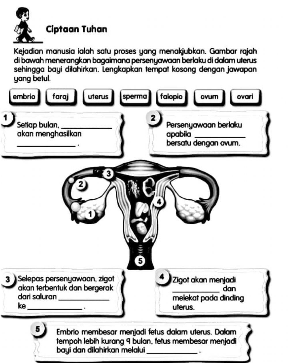 Pendidikan kesihatan T5