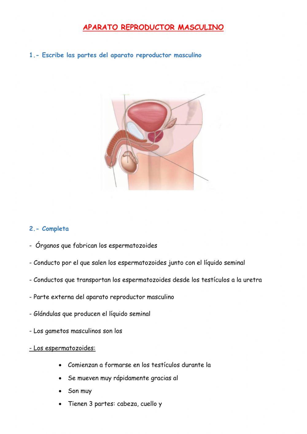 Aparatos reproductores