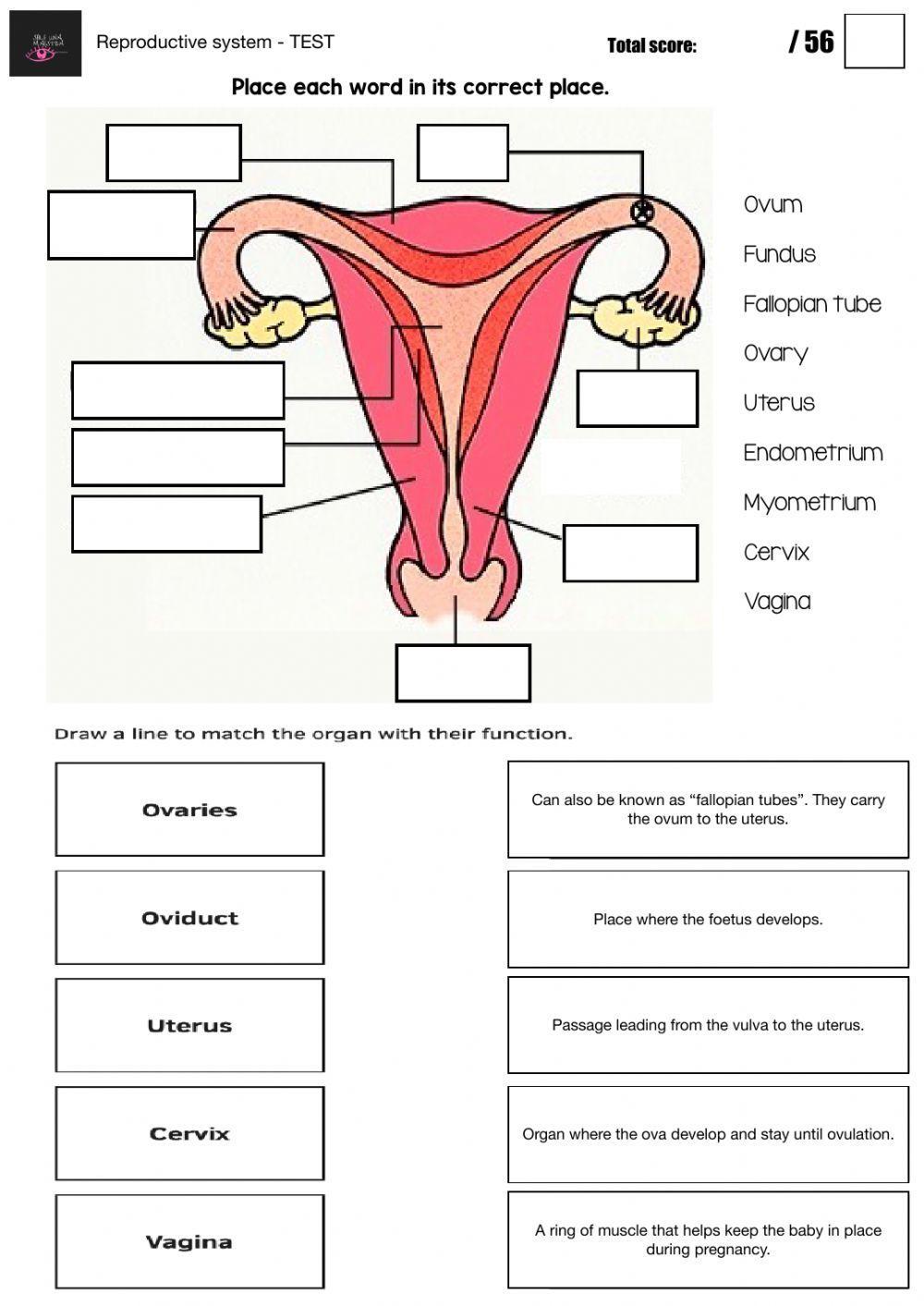 Reproductive system - TEST