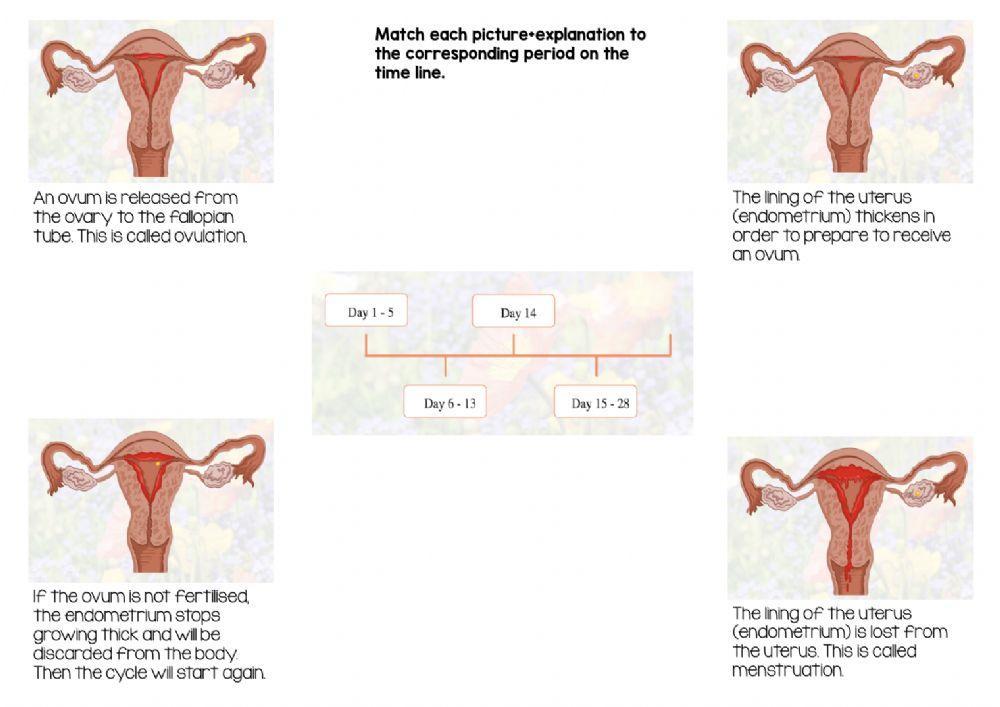 Reproductive system - TEST