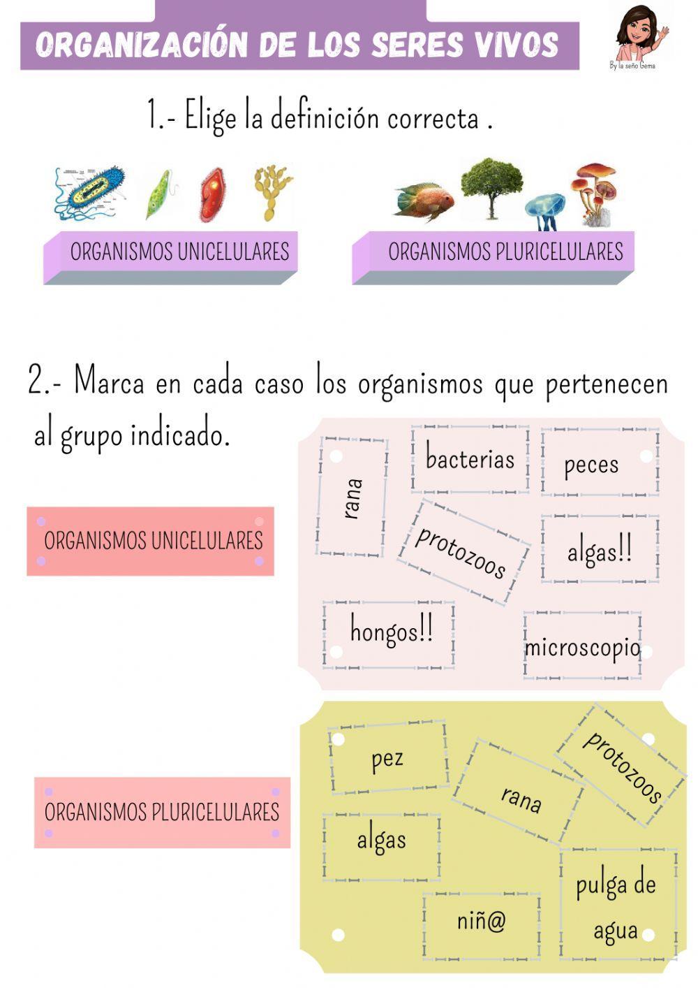 Organización de los seres vivos 5º de primaria