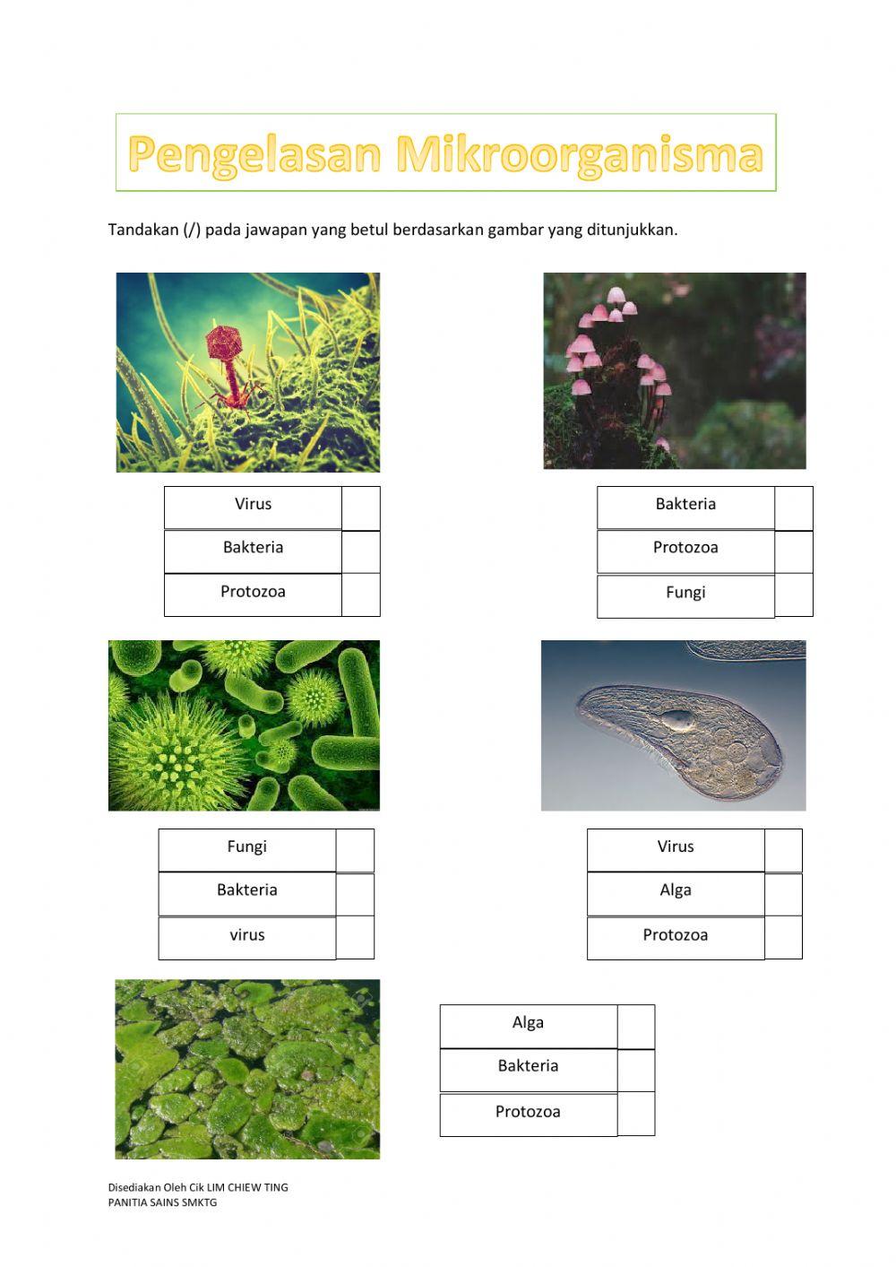 LATIHAN 1 MIKROORGANISMA