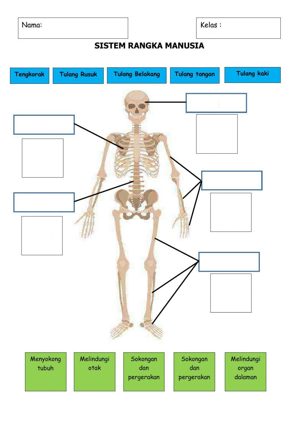 Sistem rangka manusia sk
