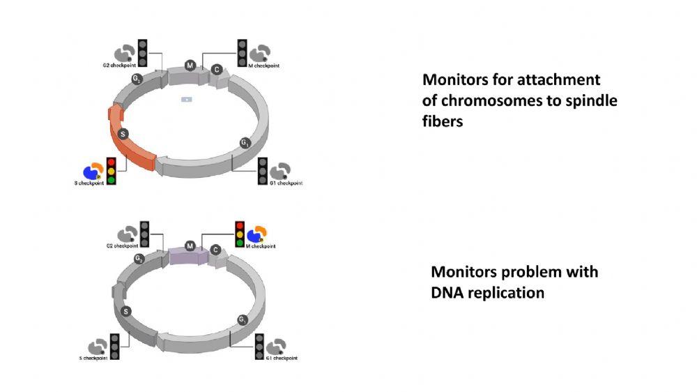 Cell cycle regulation