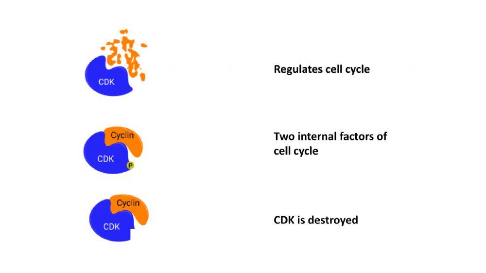 Cell cycle regulation