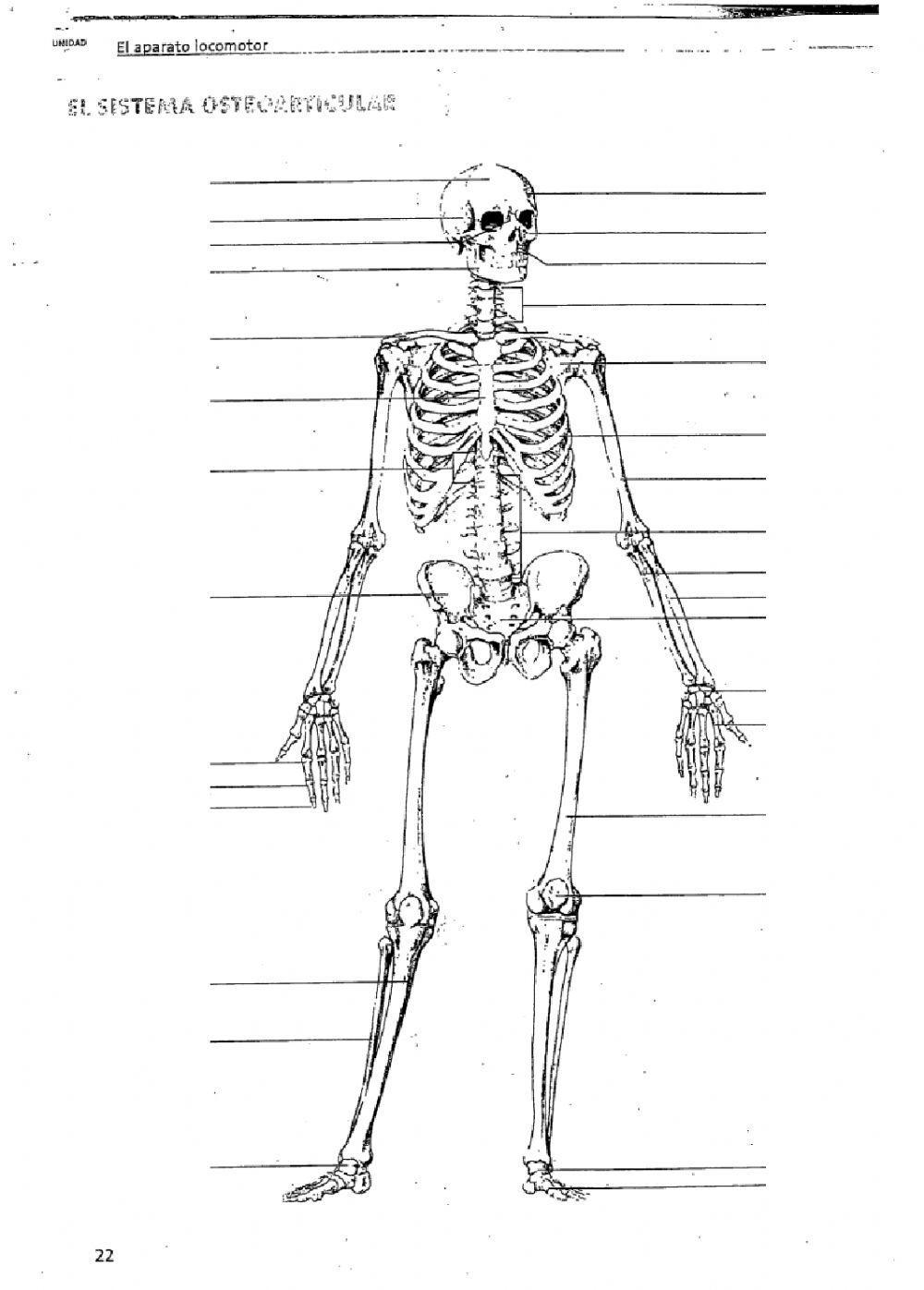 Huesos y músculos