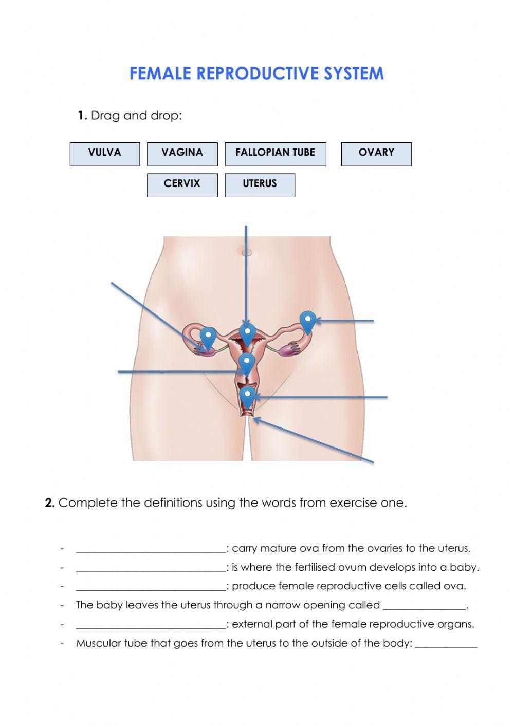 Female reproductive system