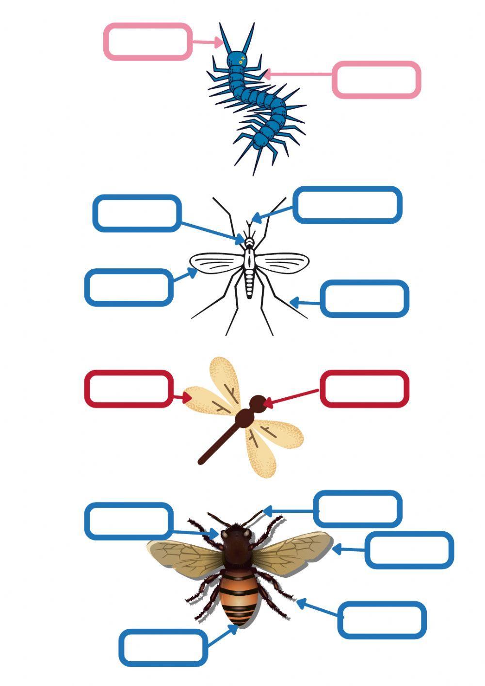 Minibeasts body parts