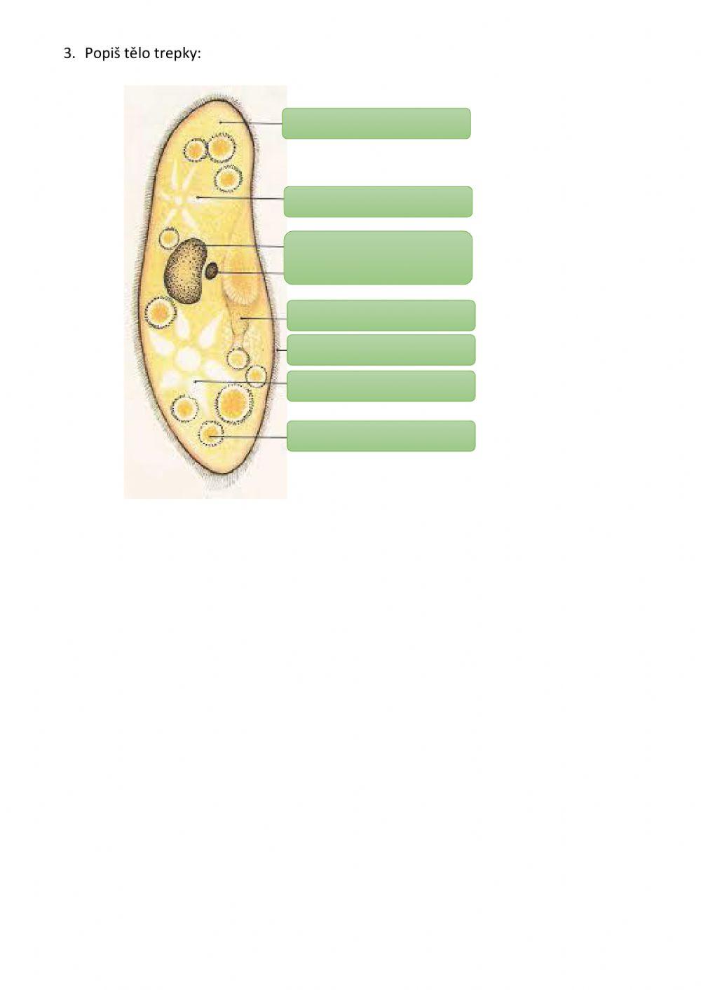 Žahavci a mikroorganismy