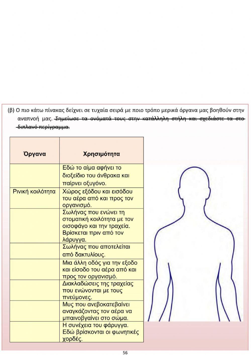 Ε' Φ.Επ. - Τα όργανα του αναπνευστικού συστήματος