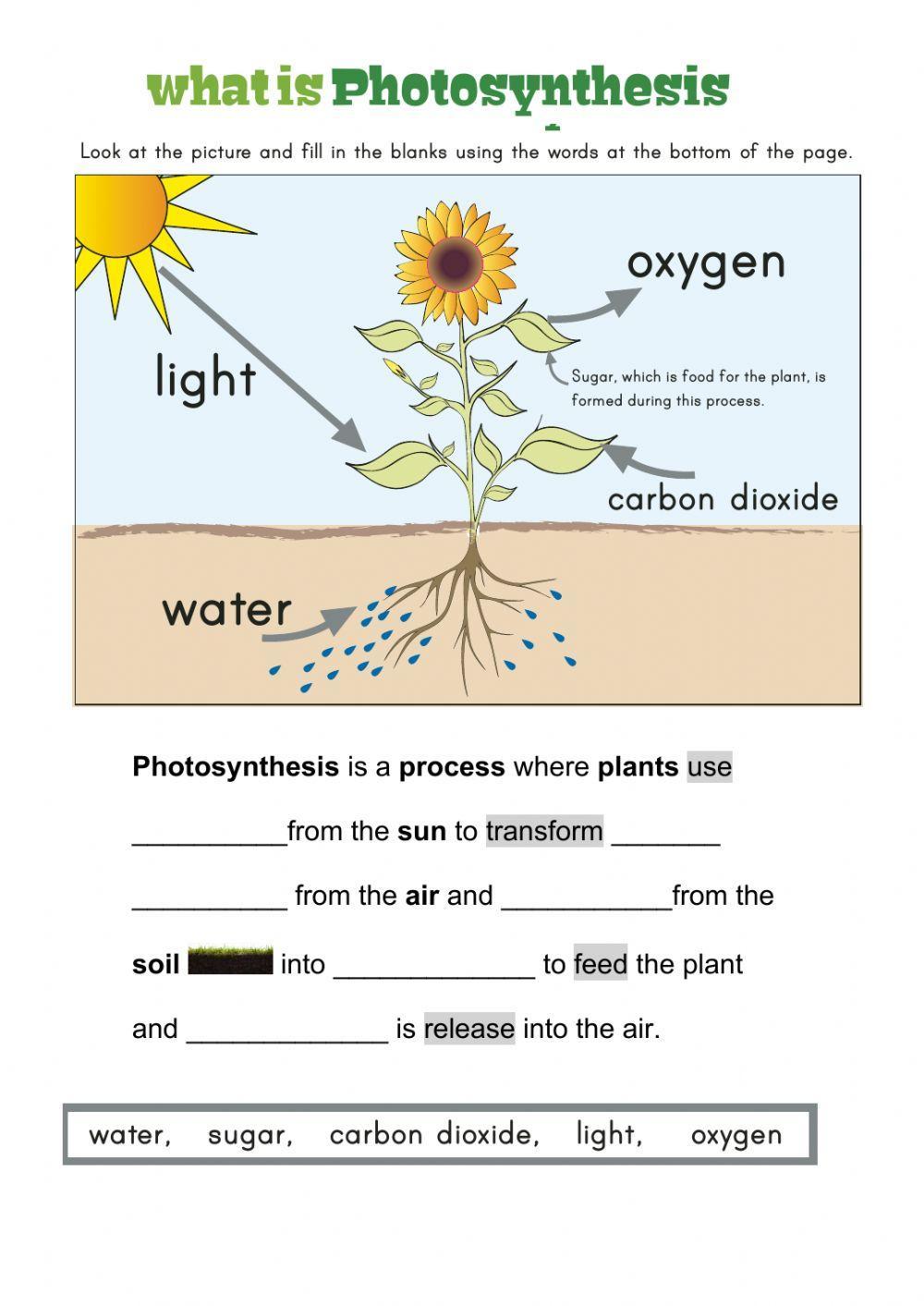 general biology photosynthesis worksheet