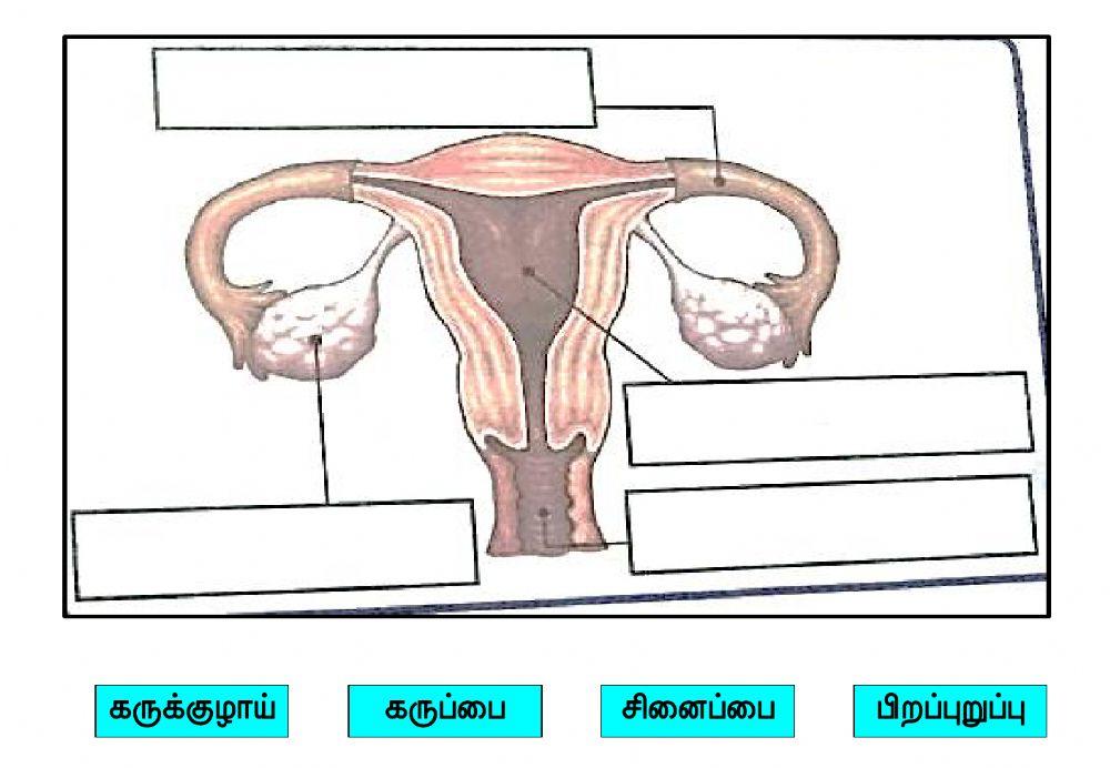 உடற்நலக்கல்வி