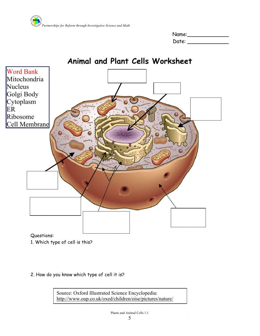 Animal cell