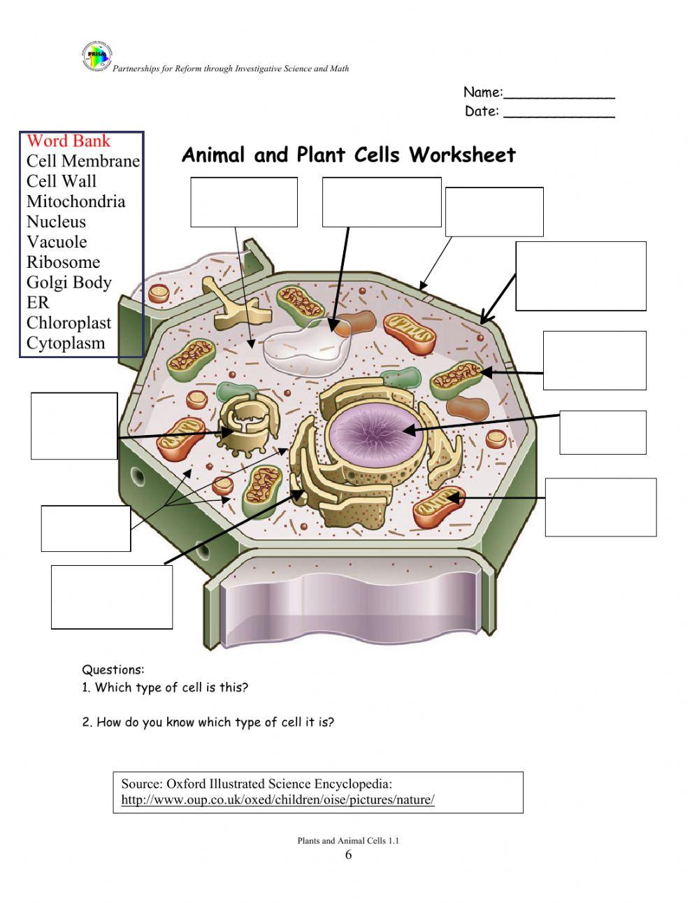 Animal cell