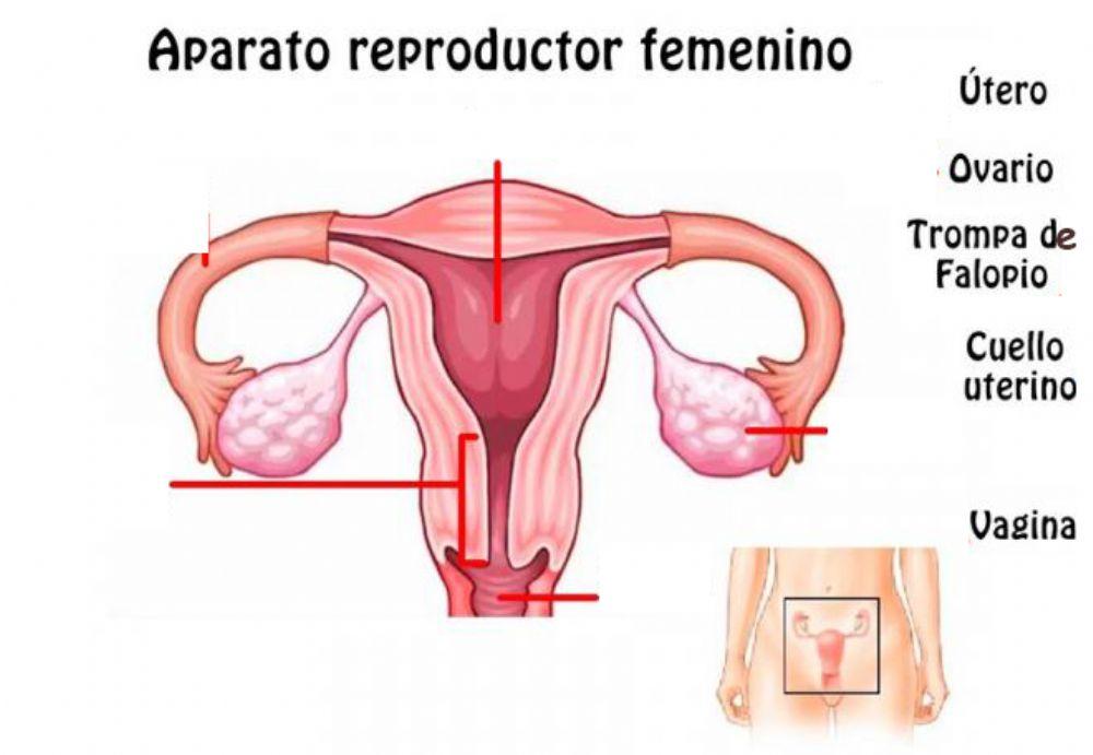 Aparato reproductor femenino