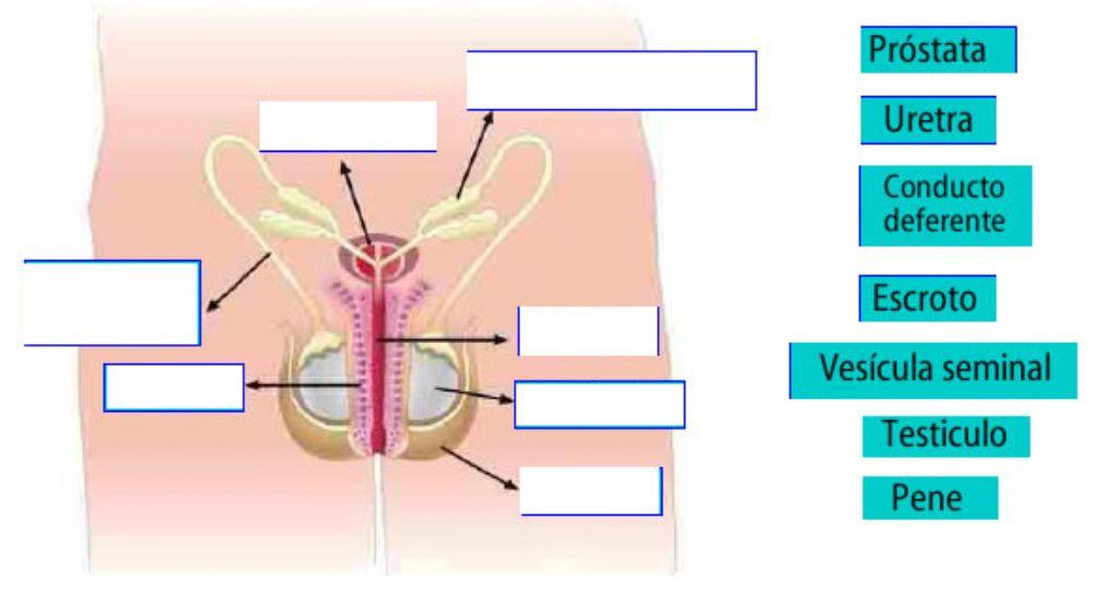 Aparato reproductor masculino