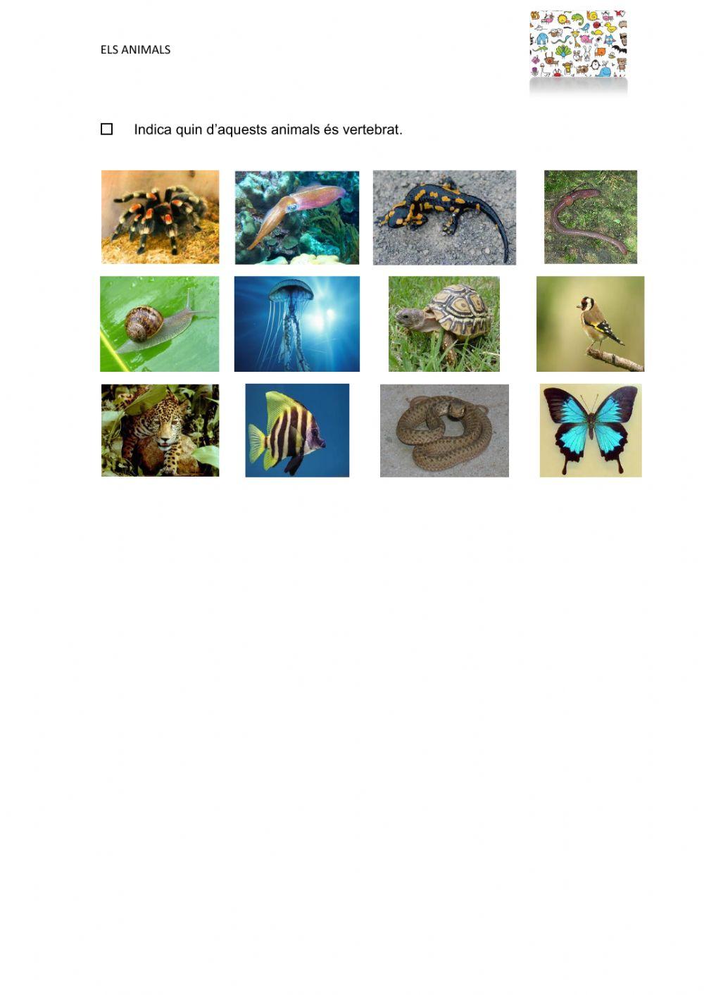 Classificació animals