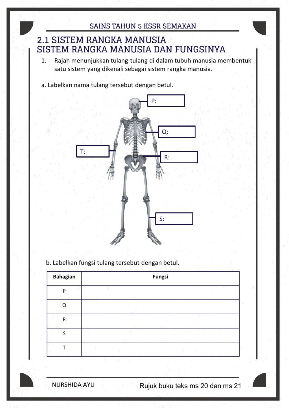 Sistem rangka,Sistem peredaran darah, perkaitan sistem