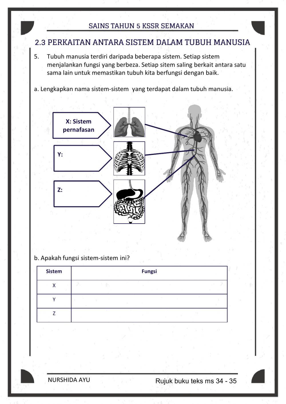 Sistem rangka,Sistem peredaran darah, perkaitan sistem