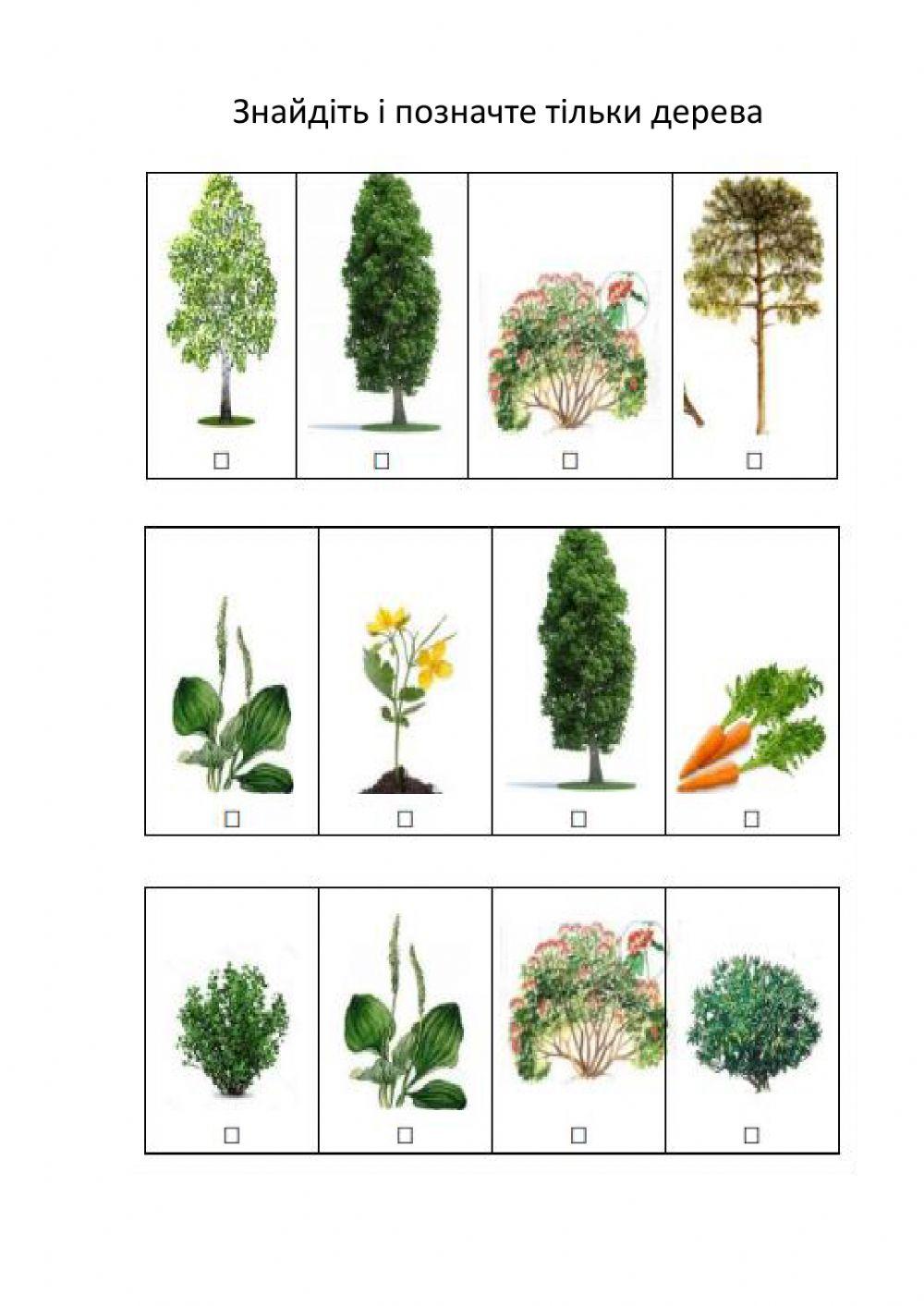 Знайди дерево