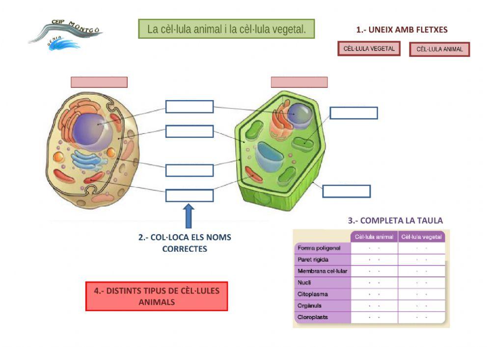 La cèl·lula animal i la cèl·lula vegetal.