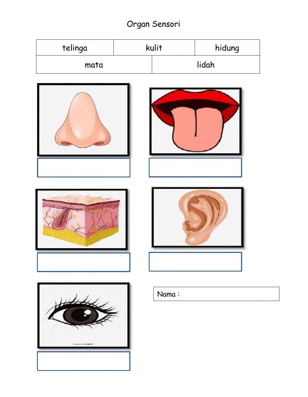 Deria Sensori - PJK KSSMKR