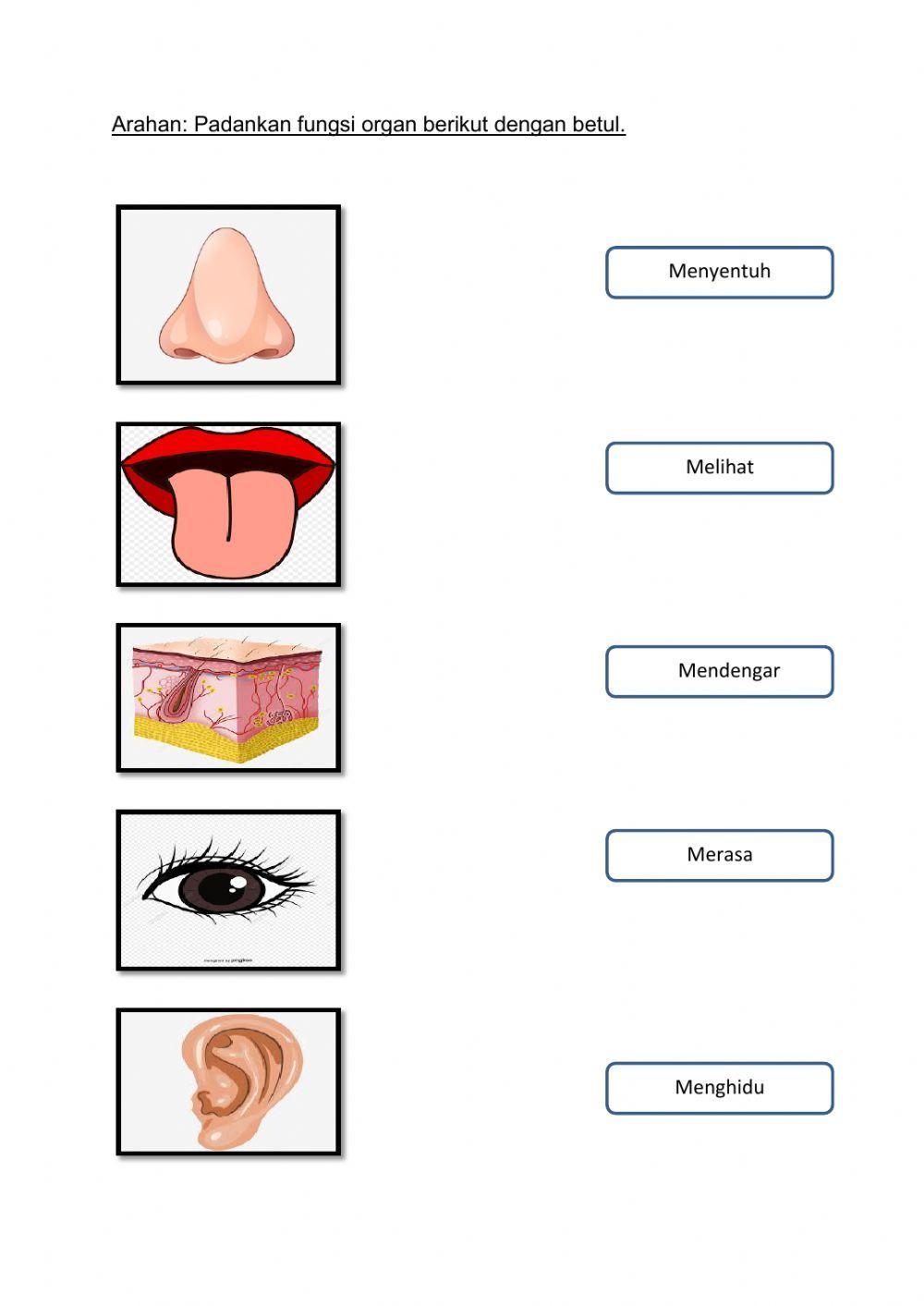 Deria Sensori 2 - PJK KSSMKR worksheet | Live Worksheets