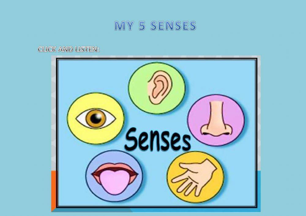 My five senses