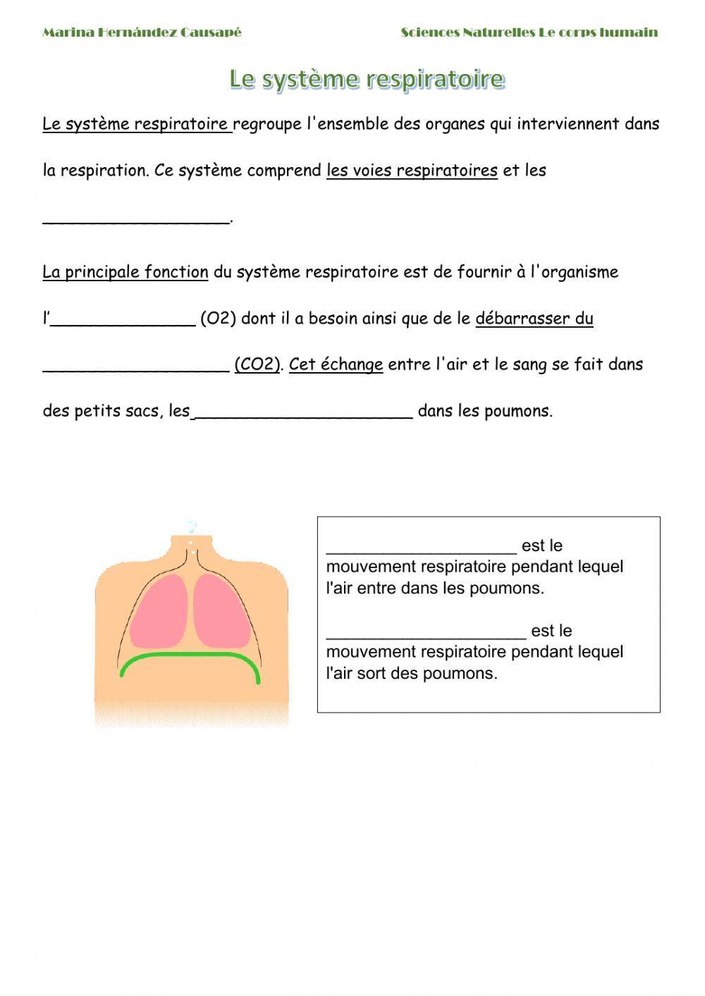 L'appareil respiratoire