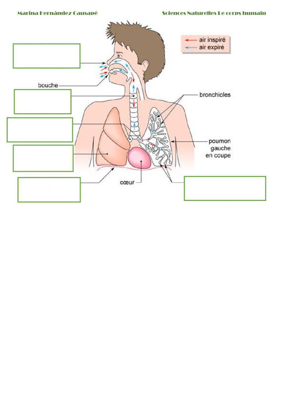 L'appareil respiratoire