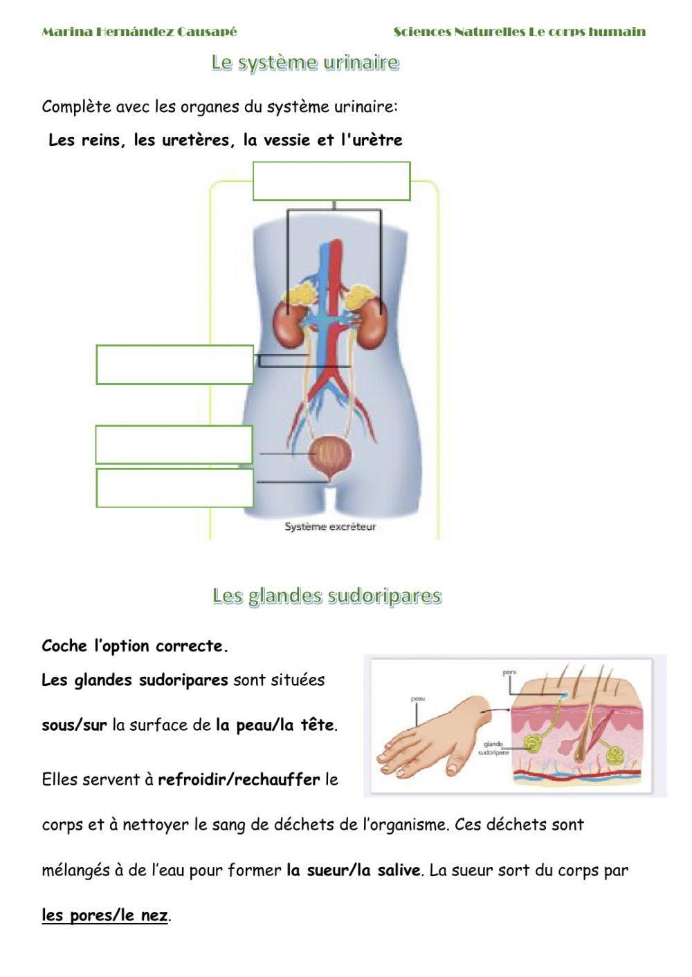 L'appareil excréteur
