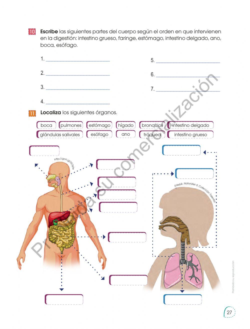 Sistema Digestivo- Sistema Respiratorio