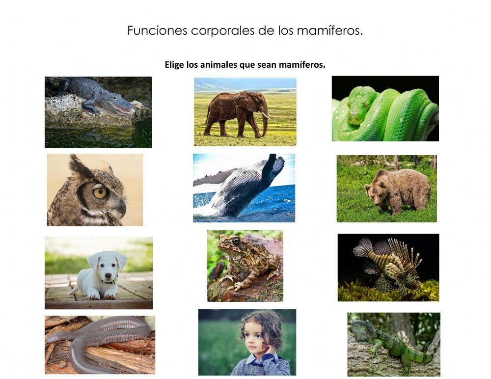 Funciones corporales mamíferos