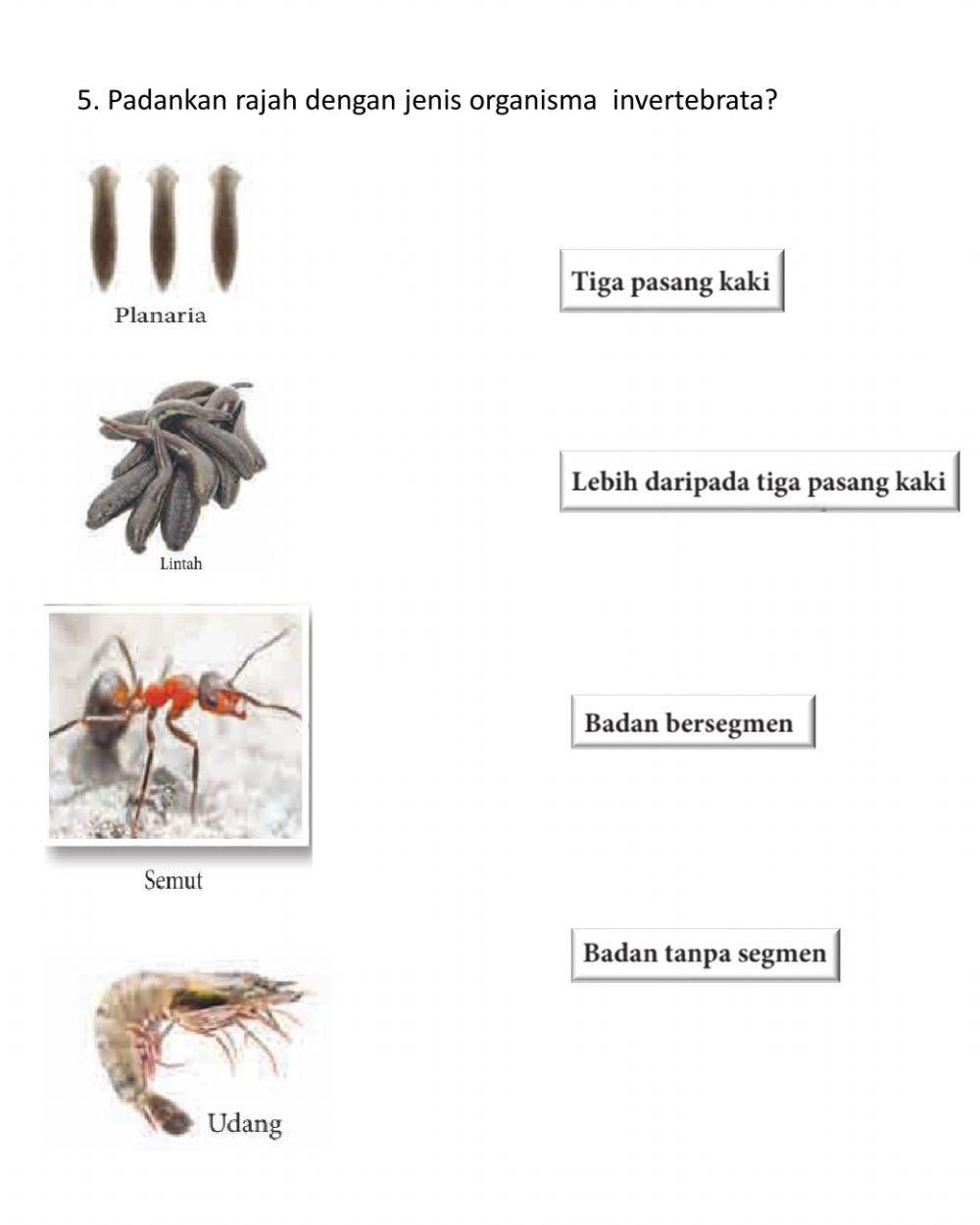 Pengelasan organisma