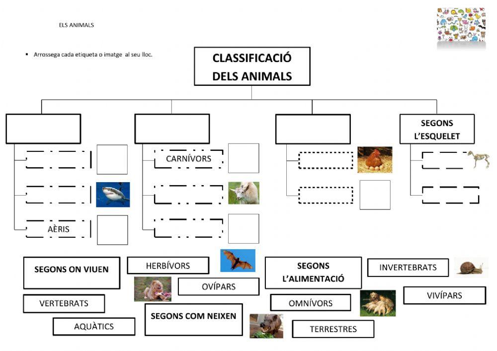 Classificació animals
